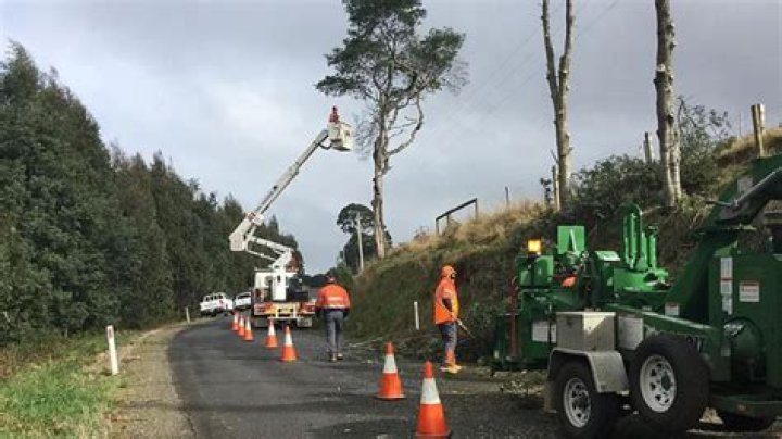 A1 Arbor Tree Services fined $2m over woodchipper death in Lindfield