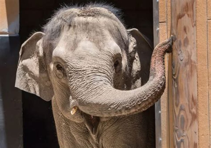 Ailing, 53-year-old female elephant euthanized at Los Angeles Zoo