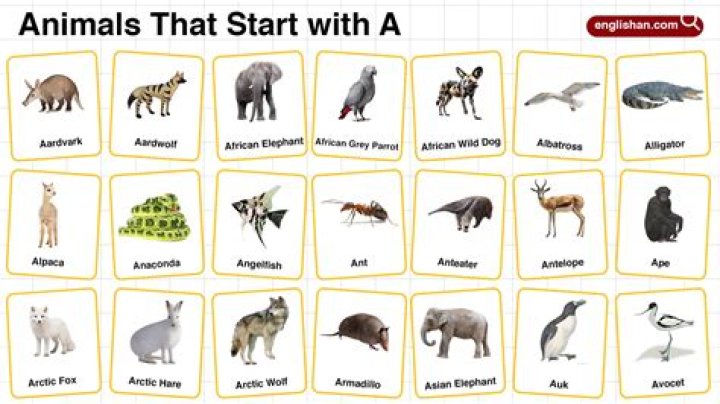 Animals That Start With M, What Animals That Start With The Letter M?