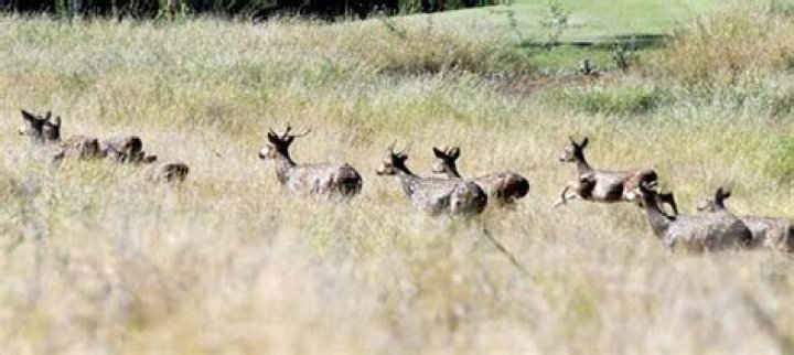 Axis deer on the rise, experts say | News, Sports, Jobs