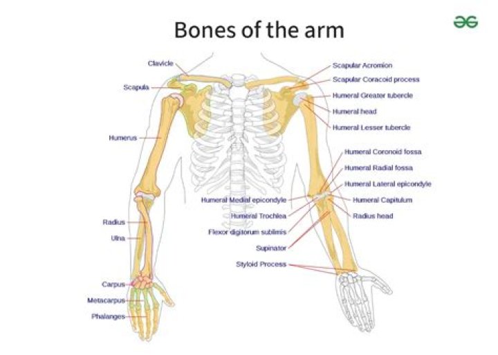 Bone in the arm Crossword Clue NYT