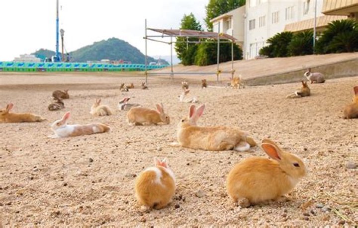 Bunny Island, Fox Village, Cat Island: A Look Into Japan's Paradises for Animal Lovers