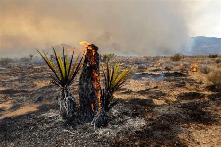 California Joshua trees severely burned in massive wildfire