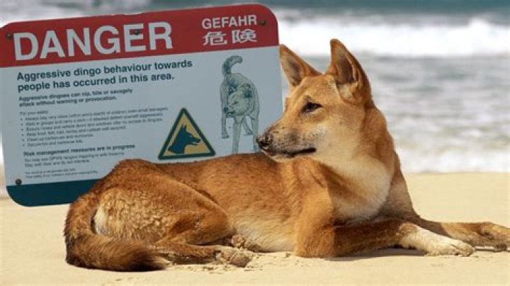 Camps closed on K’gari to ‘reduce interactions’ after dingo attacks
