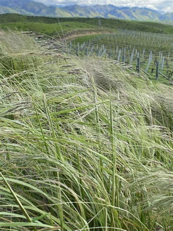 Canterbury dogs trained to sniff out Chilean needle grass in world first