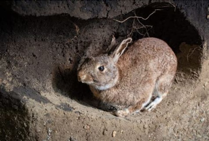 Central Otago's rabbit population continues to spiral out of control