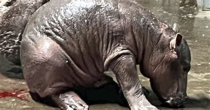 Cincinnati Zoo names new baby hippo Fritz, brother to Fiona