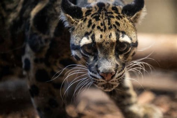 Compilation of BYU research - Church News