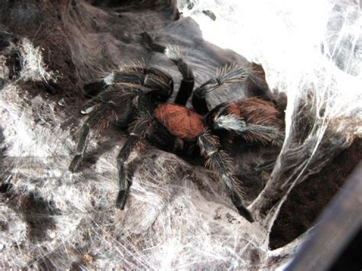 Container of dead tarantulas seized by NZ border agents