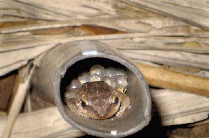 Coqui frog has impacts beyond being a noisy nuisance | News, Sports, Jobs