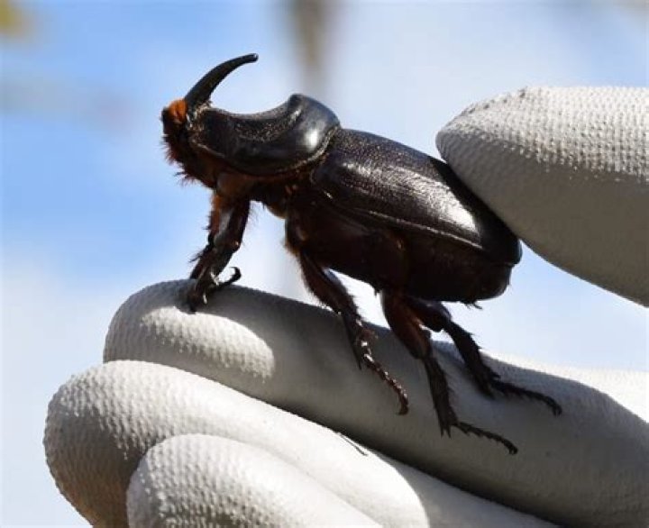 Dead coconut rhinoceros beetle found on Maui | News, Sports, Jobs