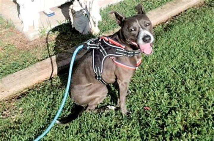 Dog dies of rat lungworm disease | News, Sports, Jobs