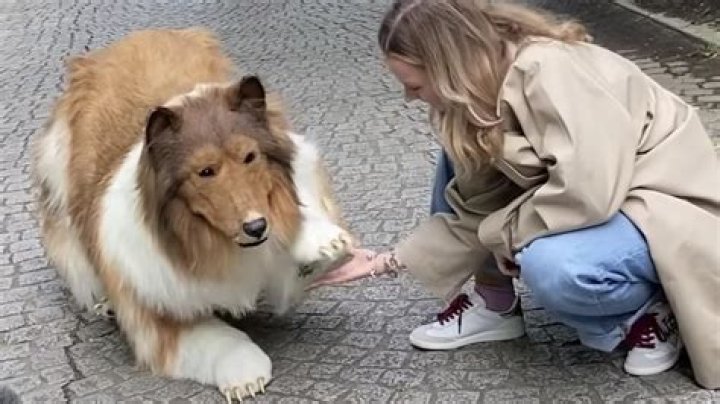 Group of Human Dog Identifiers Promote Trans-Species Rights