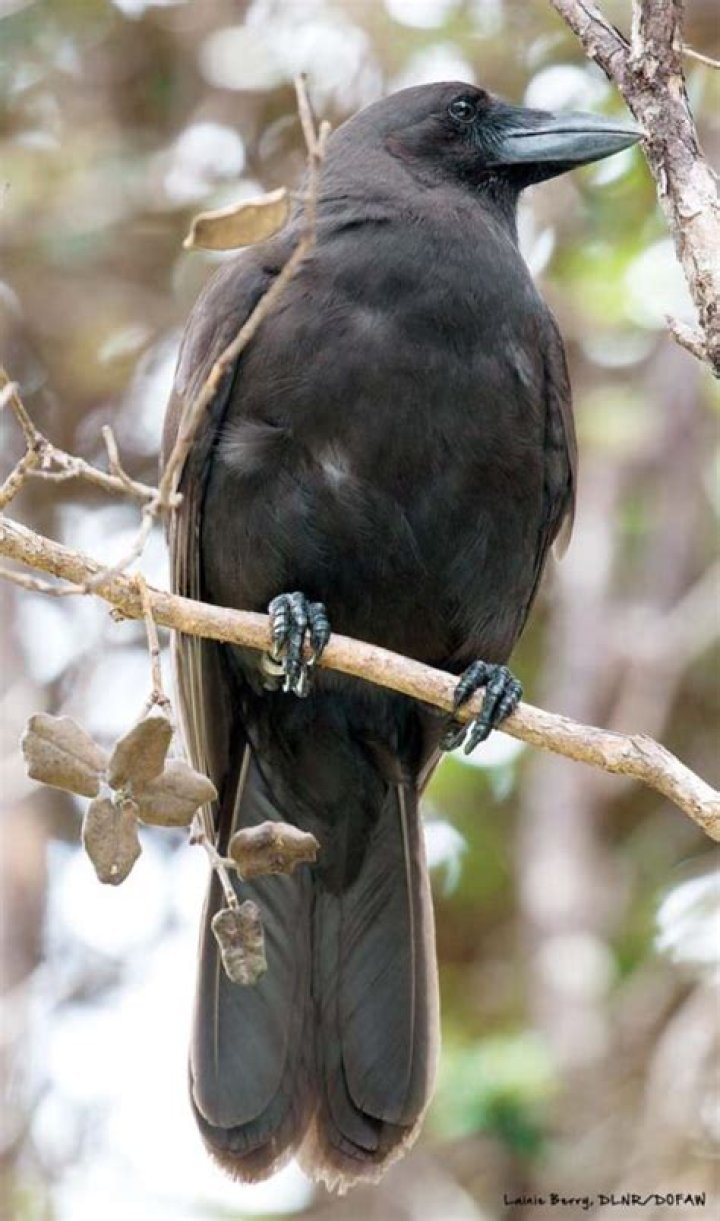Hawaiian crow may soon soar on Maui | News, Sports, Jobs