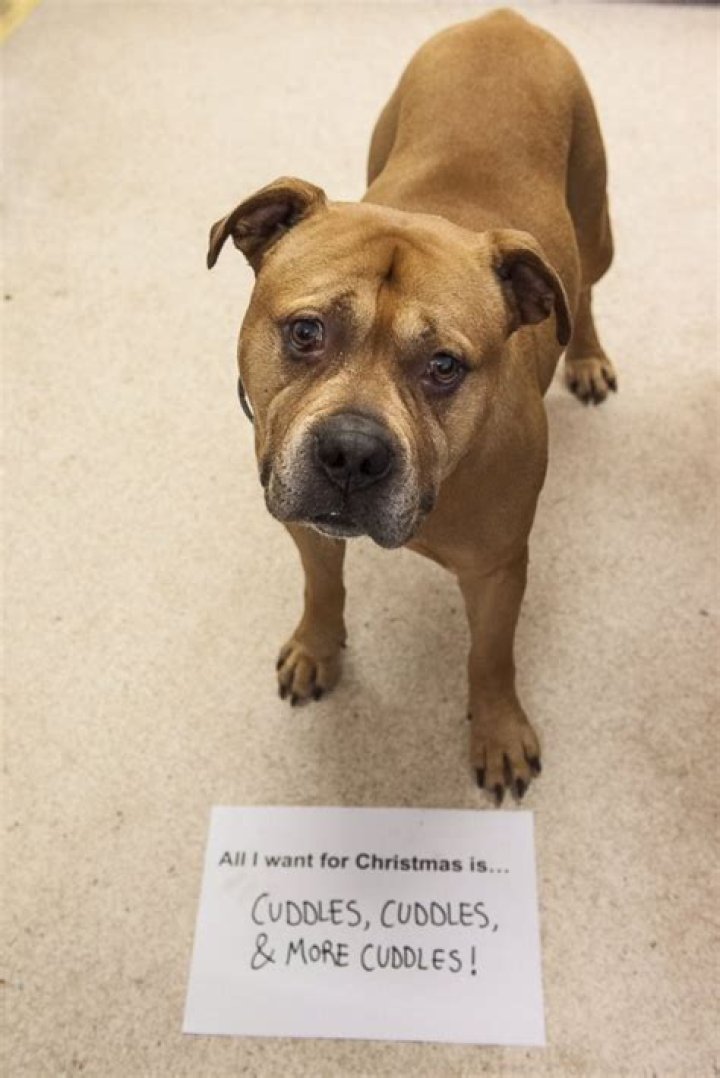 Homeless Pets Write Heartwrenching Notes With Christmas Wishes
