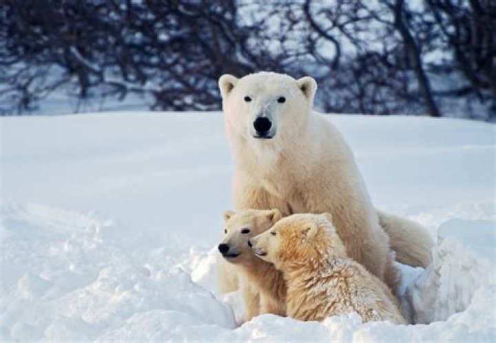 I Turn Polar Bears White Riddle: Check Out The Answer and Logical Explanation To I Turn Polar Bears White Riddle