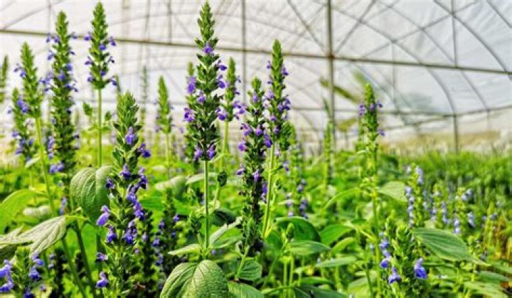 If You’re A ‘Chai’ Fan, These Nails Are Perfect For You