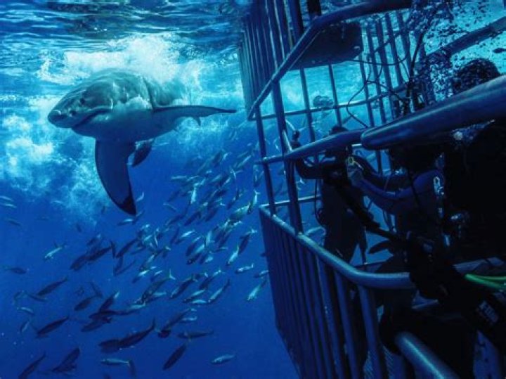 Invercargill MP proposes regulations around shark cage diving
