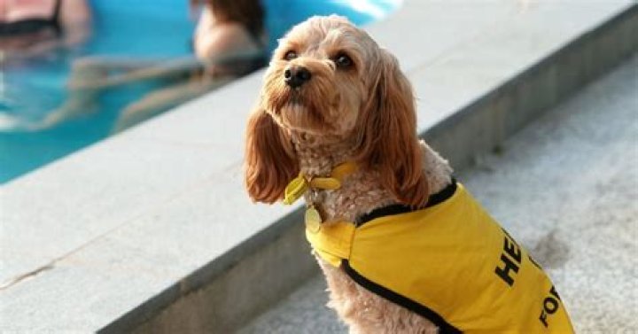 It’s against the law, so why are Kiwis with service dogs turned away?