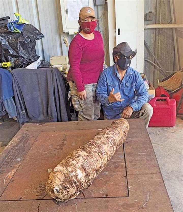 Massive Hawaii taro root could be largest ever harvested | News, Sports, Jobs