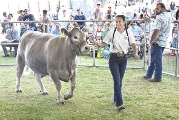 Maui Ag Fest and 4-H Livestock Fair | News, Sports, Jobs