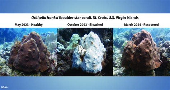 Maui coral show new signs of bleaching | News, Sports, Jobs