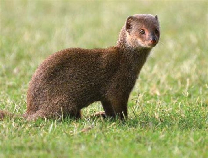 Mongoose on the move | News, Sports, Jobs