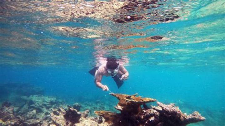 Mystery solved: Scientists ID Caribbean sea urchin killer
