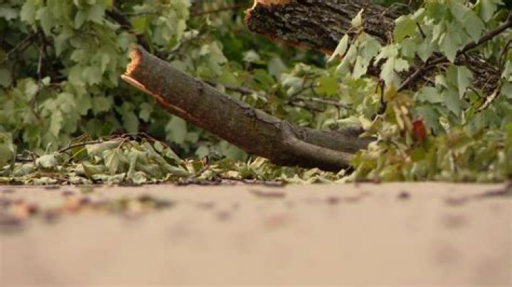 Paeroa neighbours at wit's end over tree debris