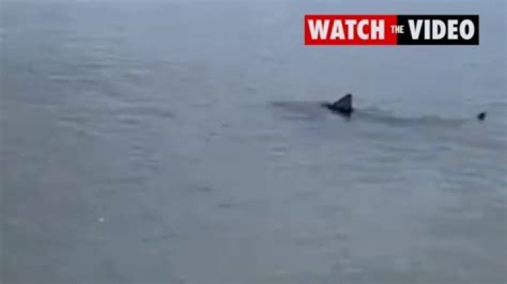 Port Phillip Bay: Shark sighting at Hampton beach in Melbourne