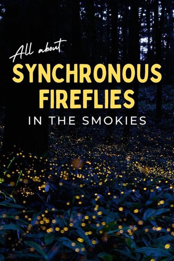 Pro tips for attending the Dragon Lights Festival | News