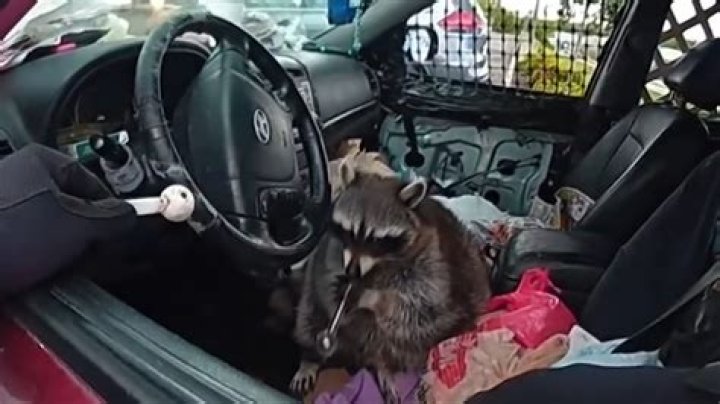 Raccoon Eats Baby's Face; Now 11, She Gets New Ear