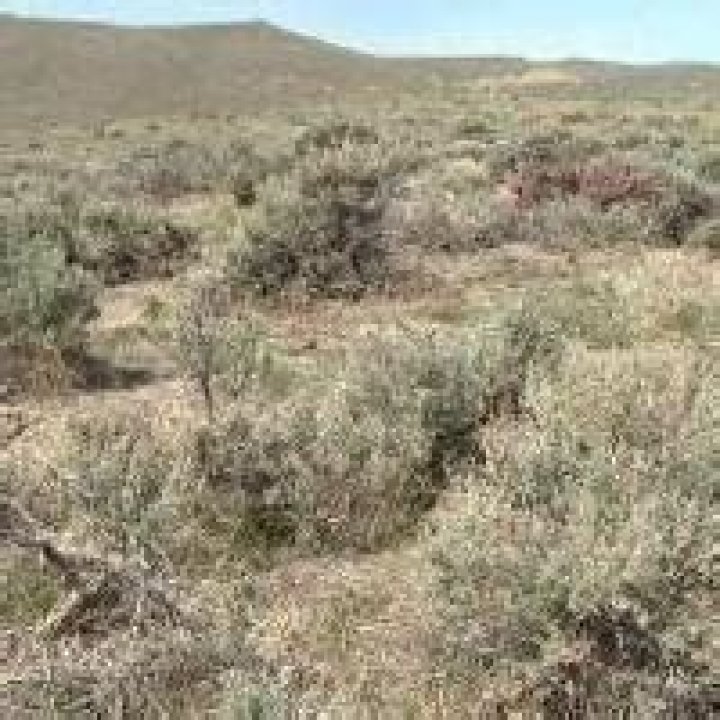 Sagebrush Pollen Causes Allergies this Fall |