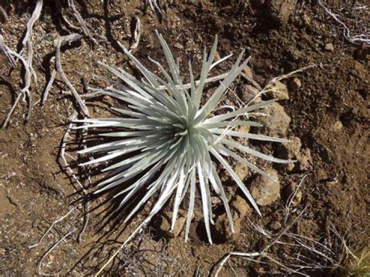Silverswords dug up, driven away from Haleakala summit recovered | News, Sports, Jobs