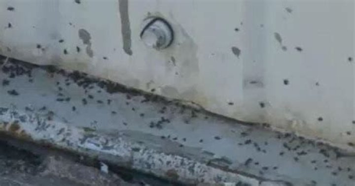 Spanish Springs Neighborhood Experiences Bug Infestation |