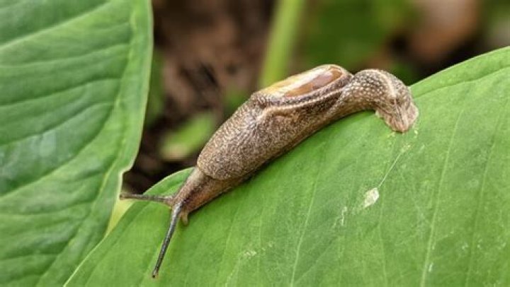 Species other than slugs and snails can transmit rat lungworm, researchers find | News, Sports, Jobs