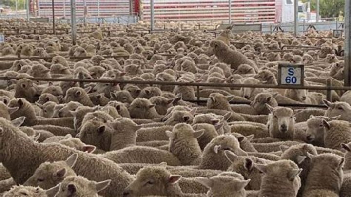 Stolen sheep: 700 sheep stolen from Victorian farm, missing for four months