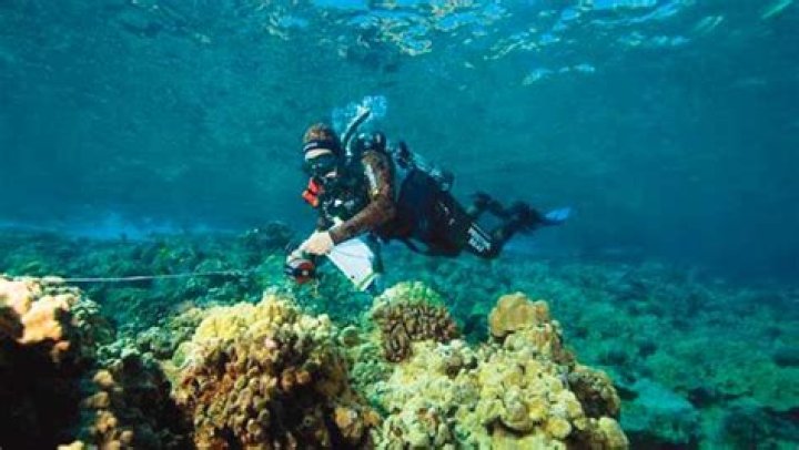 Study that found big fish returned in pandemic suggests Molokini ‘overused’ | News, Sports, Jobs