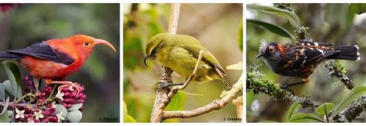 The race to protect Hawaii’s native forest birds from extinction | News, Sports, Jobs