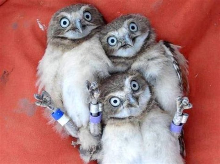 The Tale Behind the Cute Burrowing Owls That Went Viral During the Super Bowl