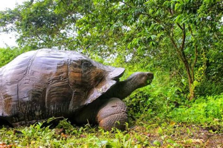 Tortoise thought to be extinct for more than 100 years discovered in Galapagos Islands
