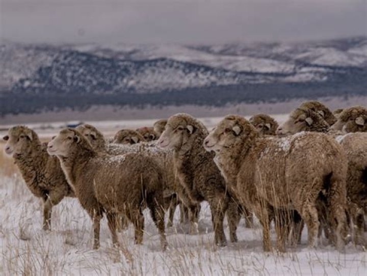 University of Nevada, Reno Launches Wool Products made from its Rafter 7 Sheep | Local News