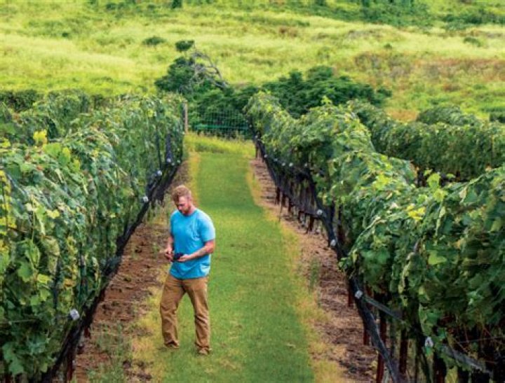Upcountry winery changes its name to MauiWine | News, Sports, Jobs