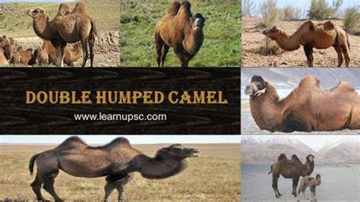 What do you call a three humped camel Riddle - What do you call a three humped camel Riddle solved and explained.