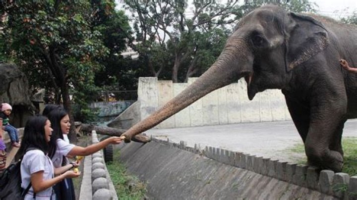 World's 'saddest' elephant dies in Philippines zoo